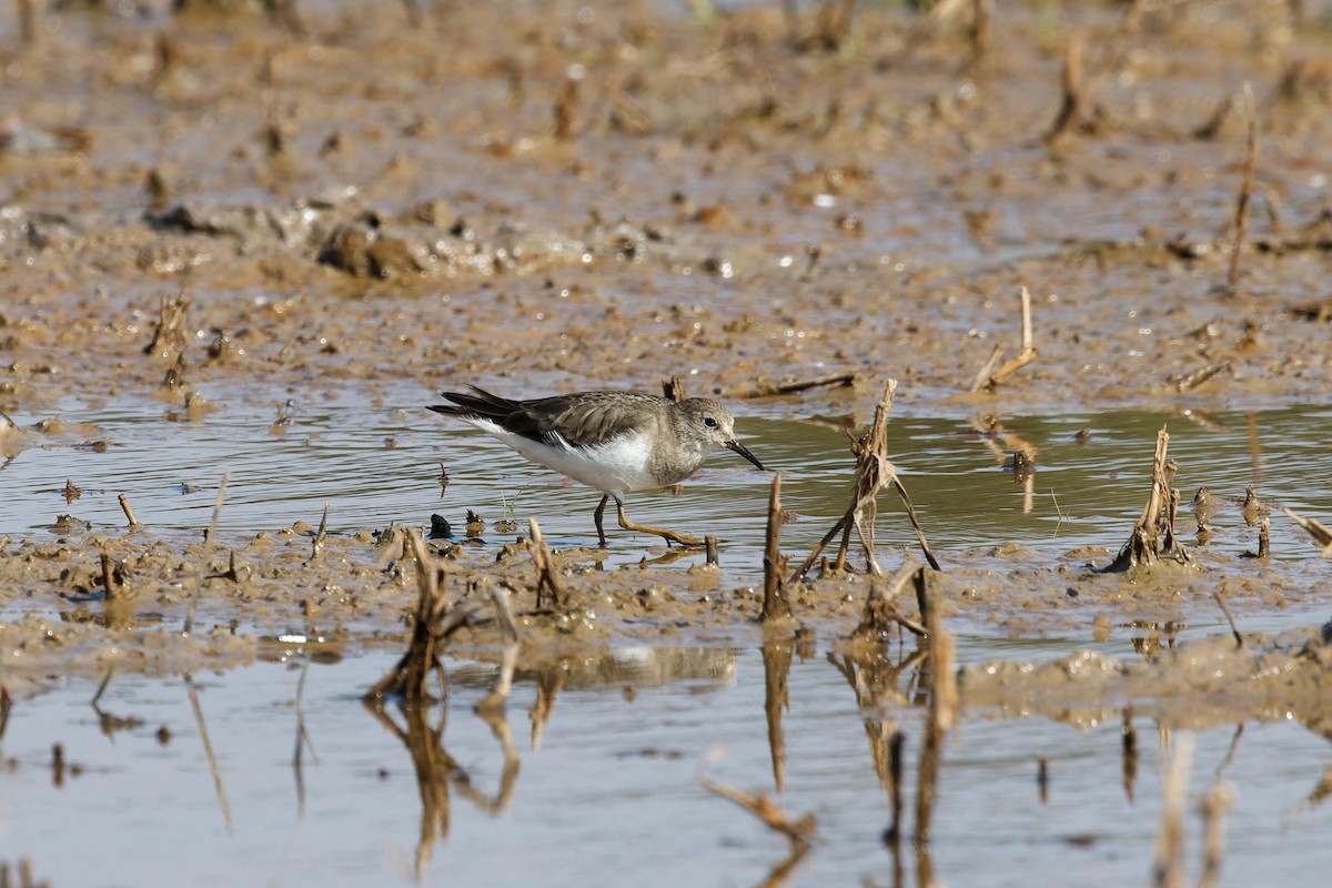 Temminck txirria - ML646673655