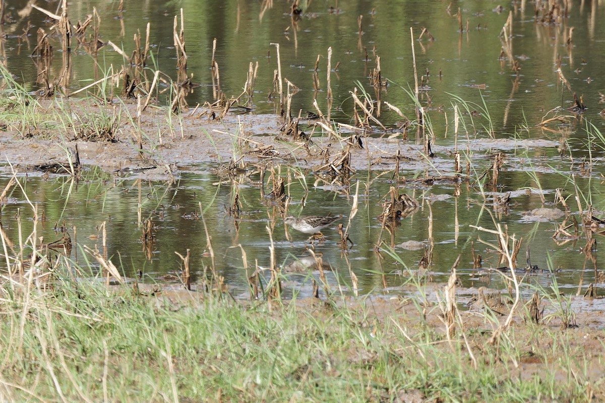 Txirri behatz-luzea - ML646673658