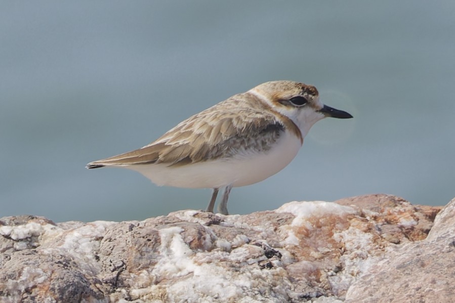 Malaysian Plover - ML646673660