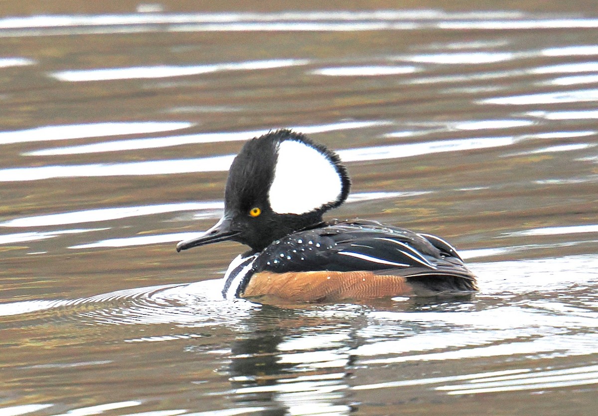 Hooded Merganser - ML646673662
