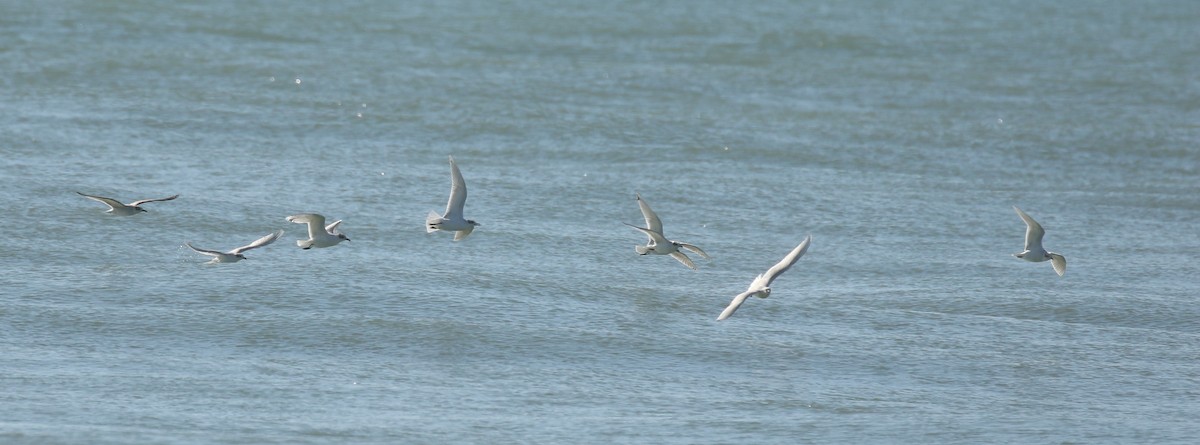 Mediterranean Gull - ML646673664