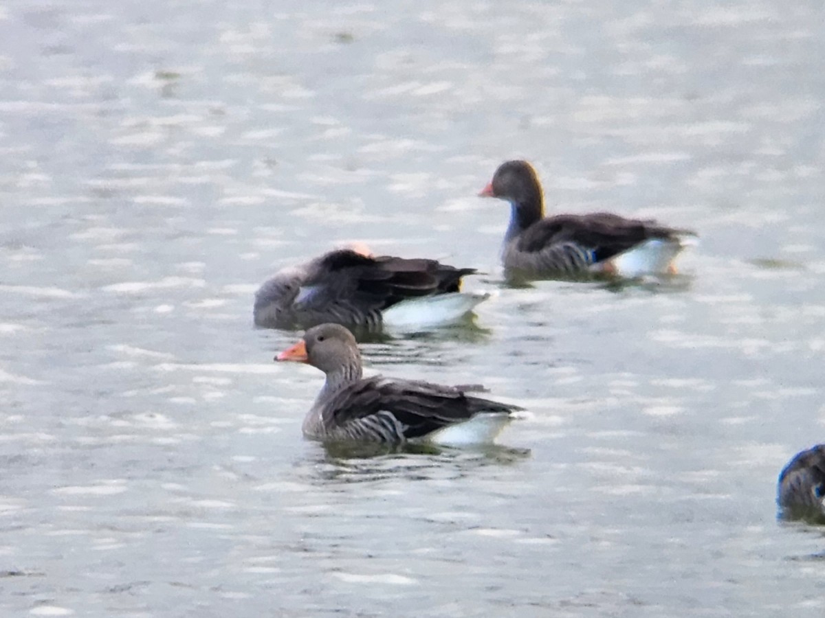 grågås - ML646673665