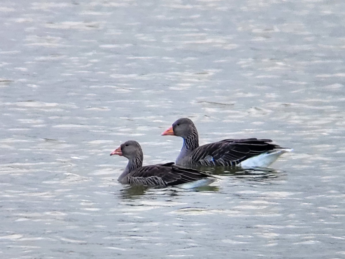 grågås - ML646673666