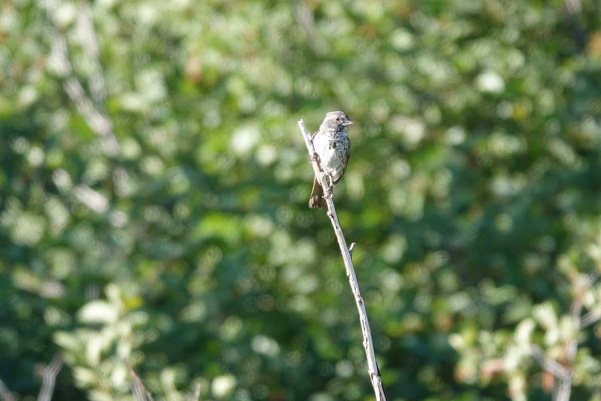 Fox Sparrow (Thick-billed) - ML646673667
