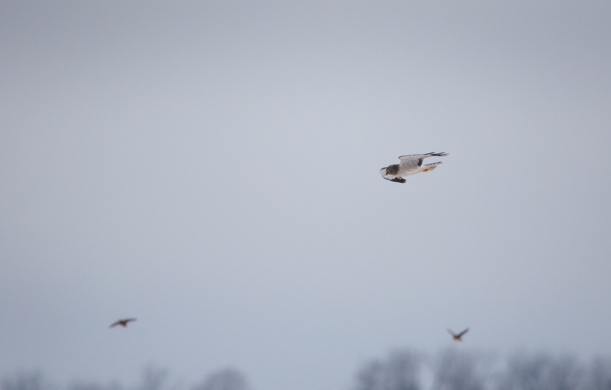 Northern Harrier - ML646673670