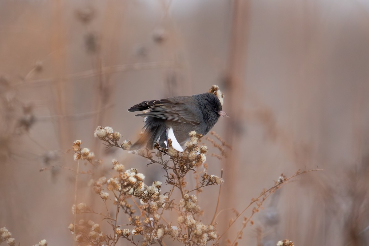 Dark-eyed Junco - ML646673686