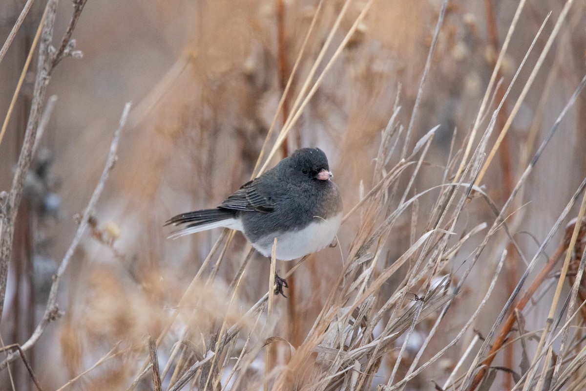 vinterjunko - ML646673687