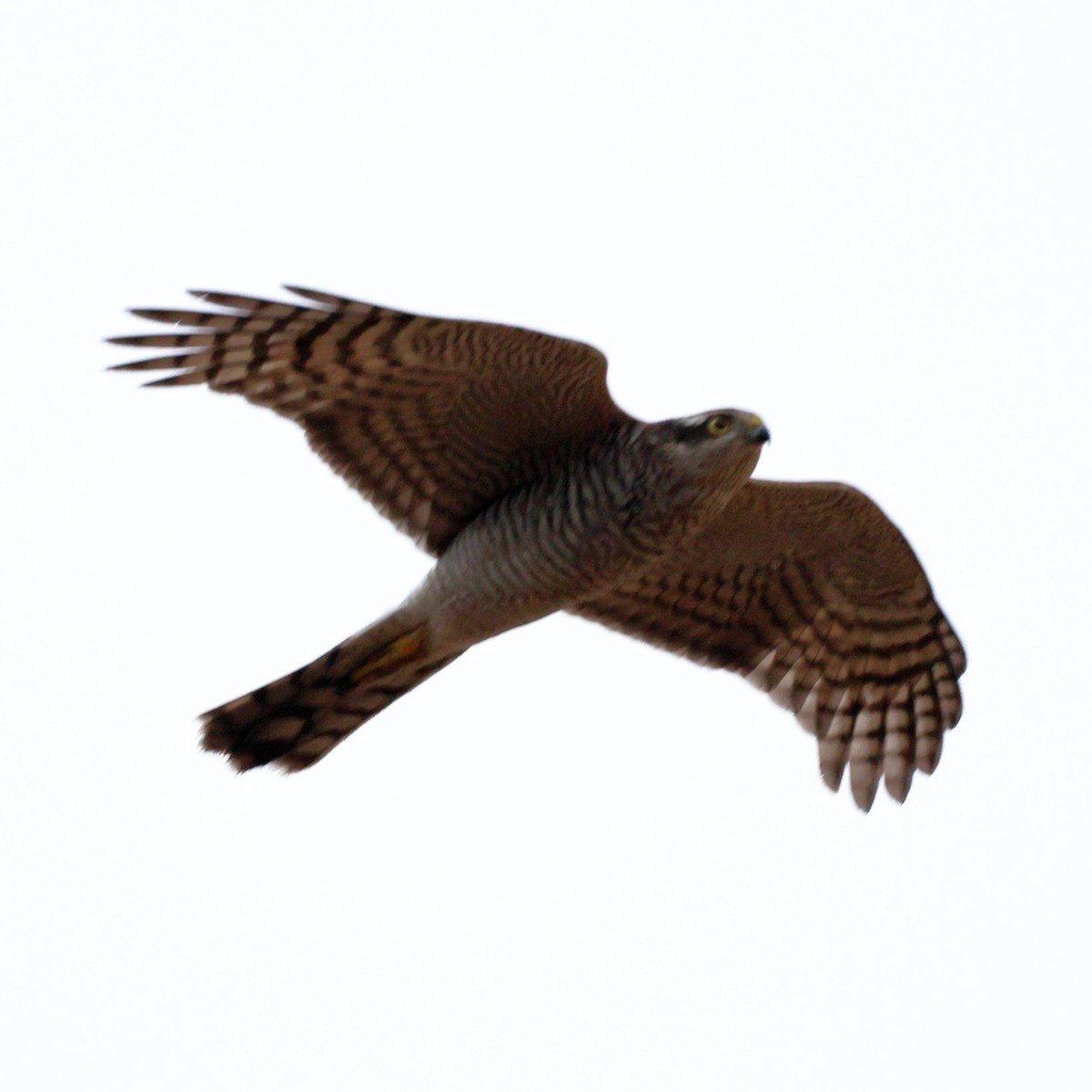 Sperber - ML646673688