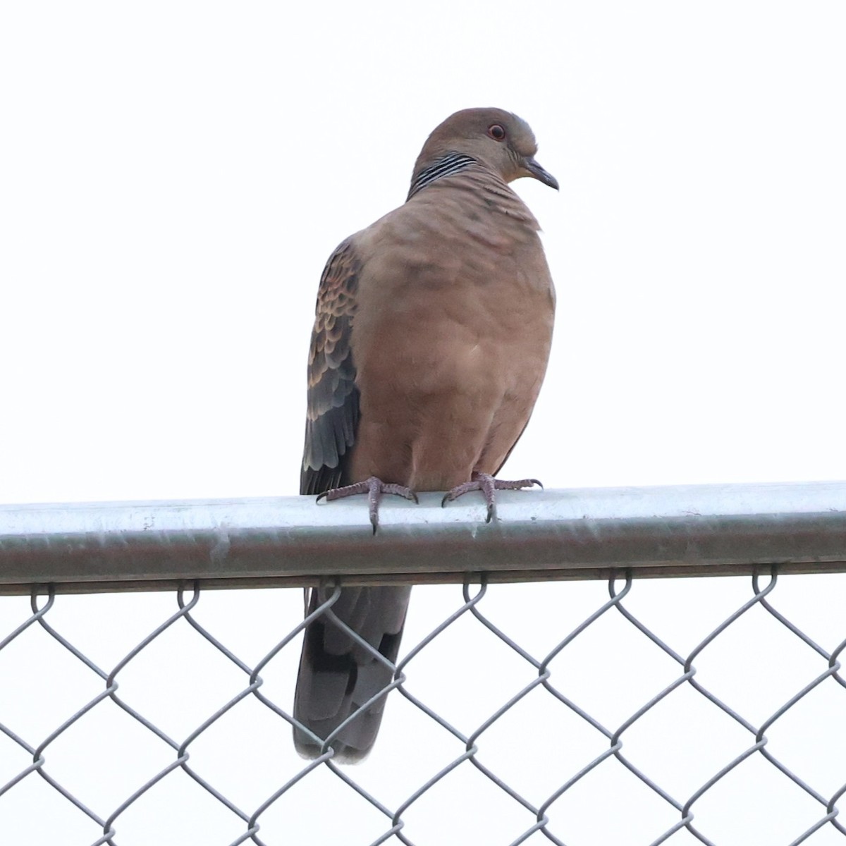 mongolturteldue - ML646673691