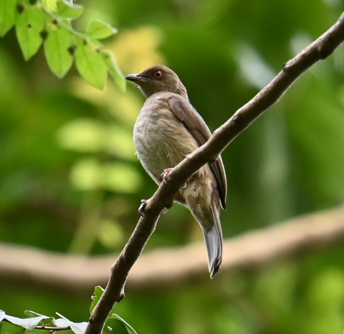 rødøyebylbyl - ML646673692