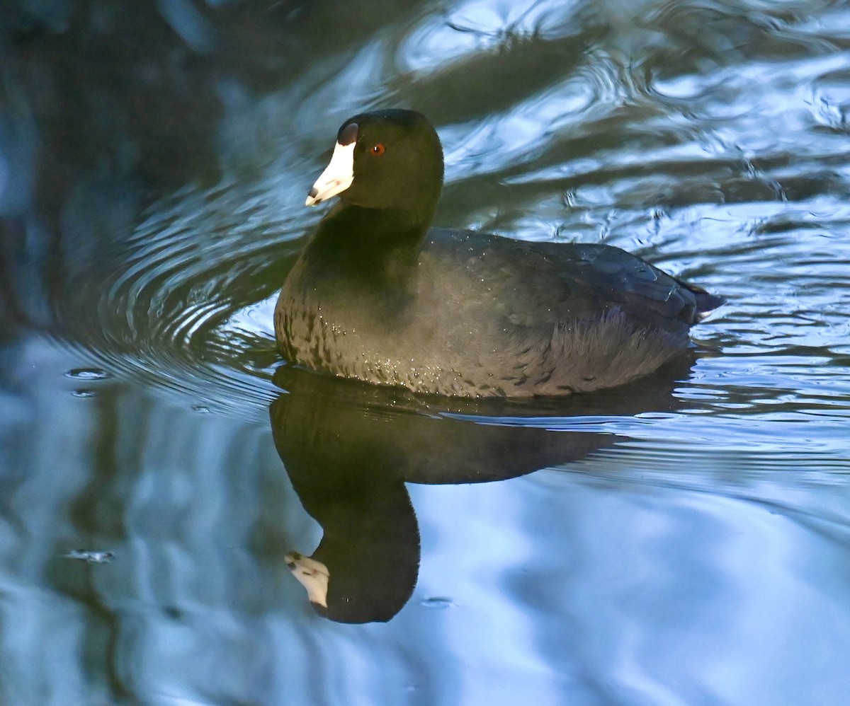 amerikasothøne - ML646673693