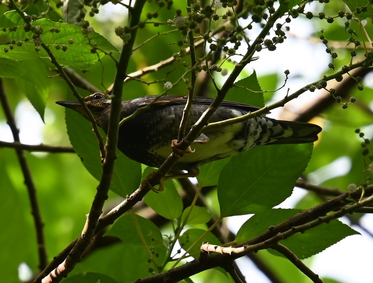 Siberian Thrush - ML646673694