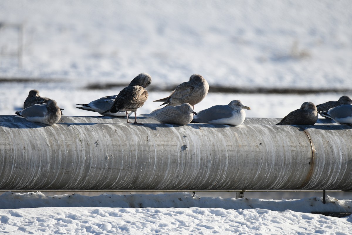 grønlandsmåke - ML646673695