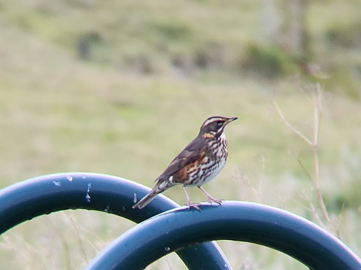 rødvingetrost - ML646673696