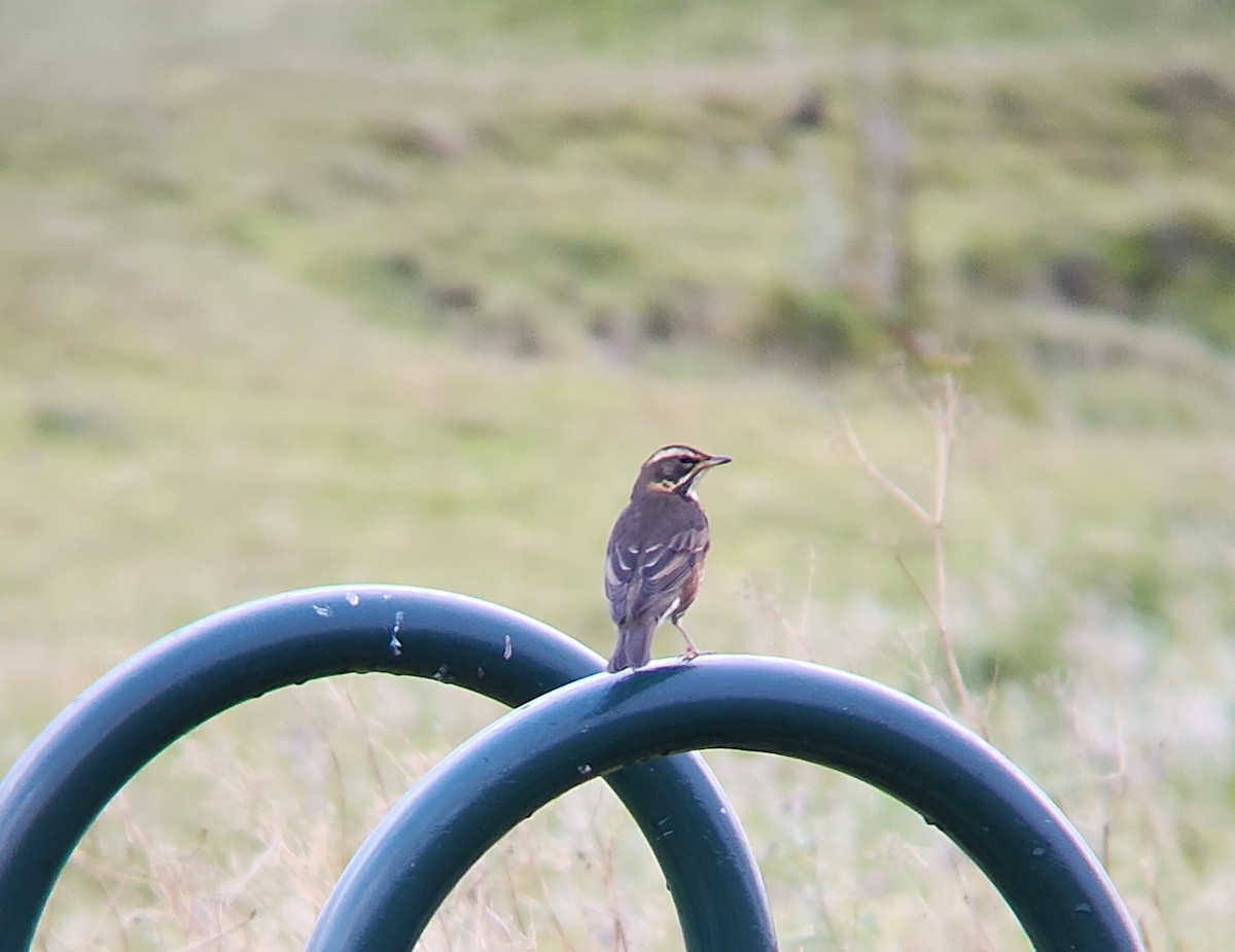 rødvingetrost - ML646673697