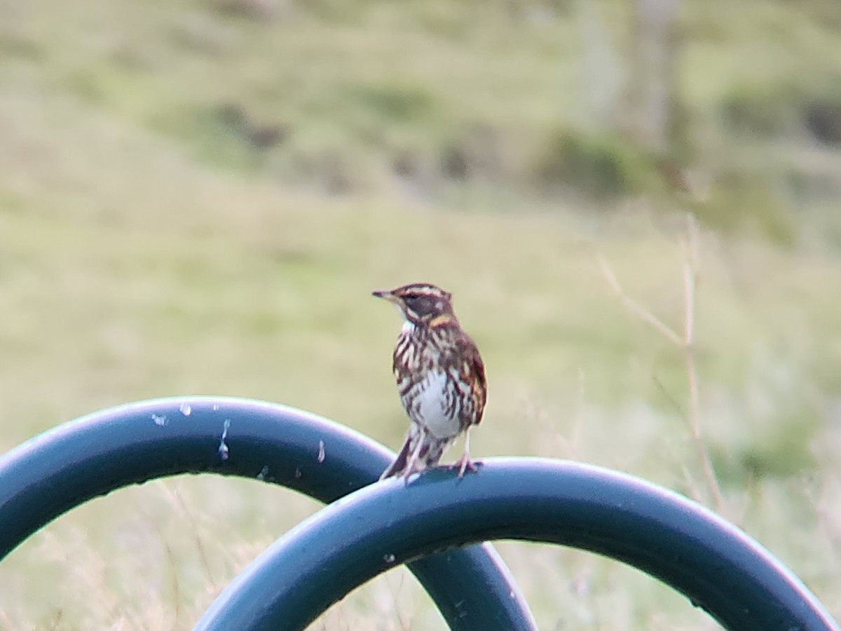 rødvingetrost - ML646673698