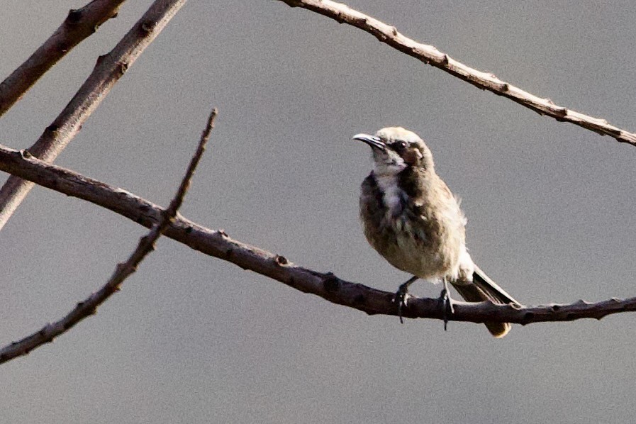 lynghonningeter - ML646673704