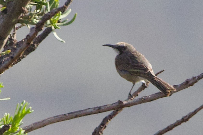 lynghonningeter - ML646673705