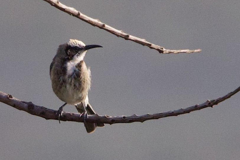 lynghonningeter - ML646673706