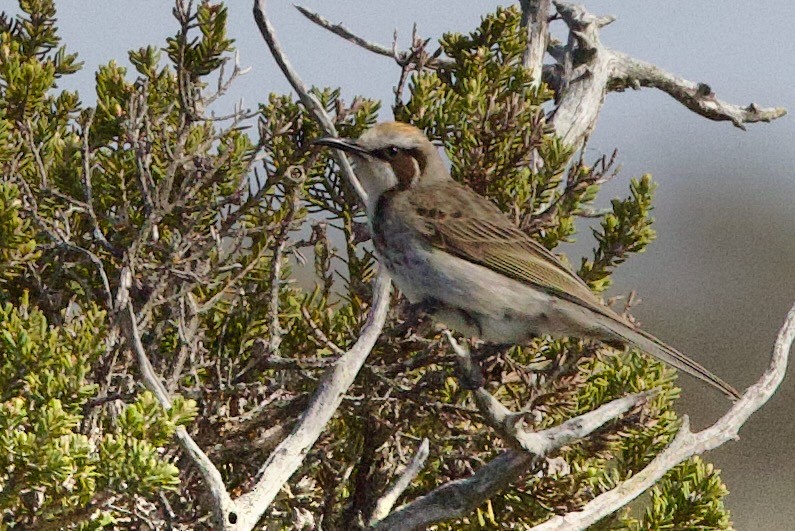 lynghonningeter - ML646673707