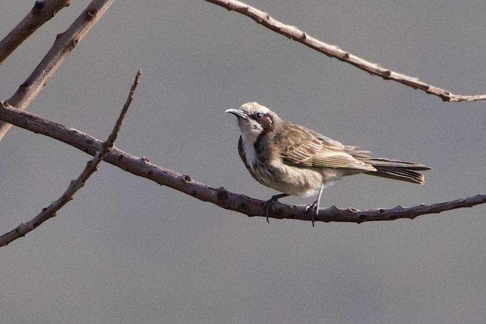 lynghonningeter - ML646673708