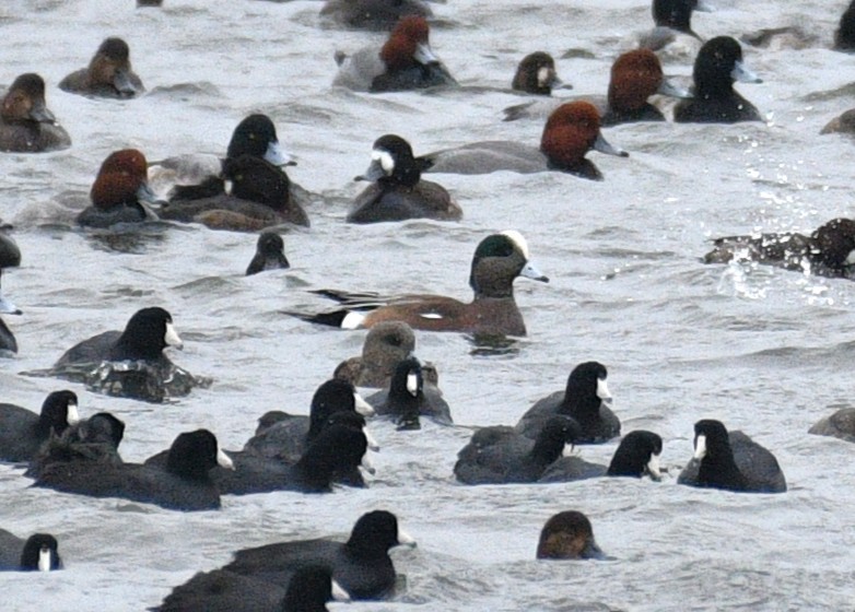 amerikablesand - ML646673709