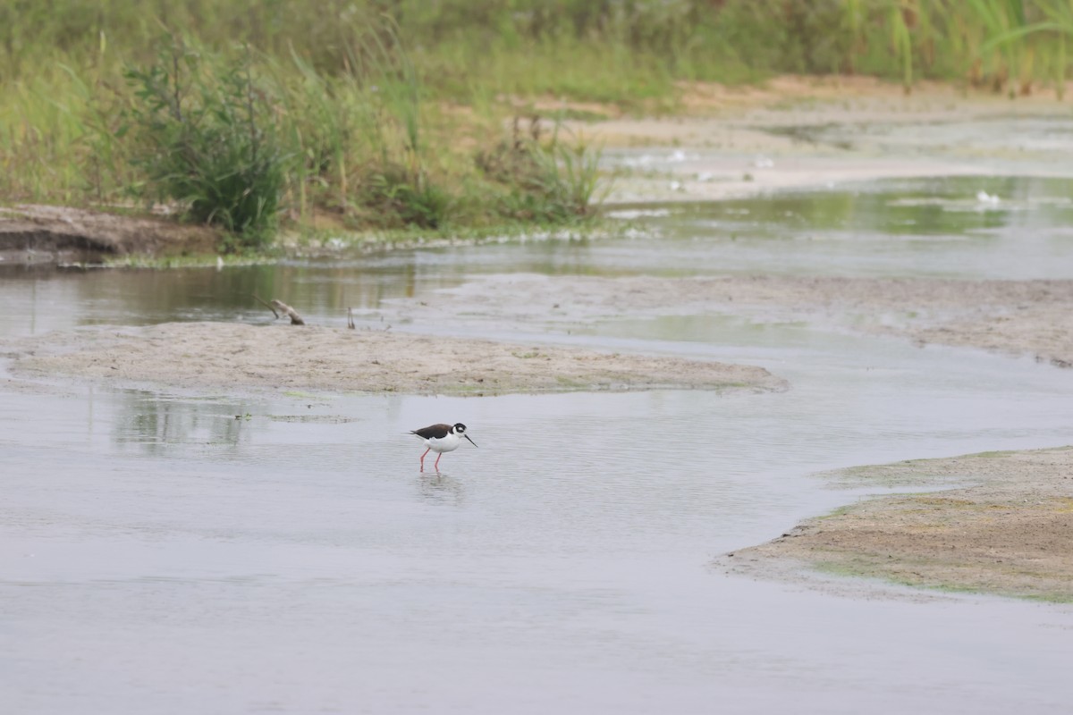 svartkronestylteløper - ML646673710