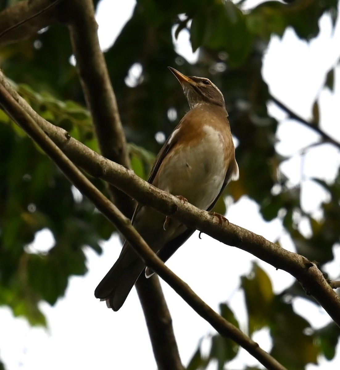 gråstrupetrost - ML646673711