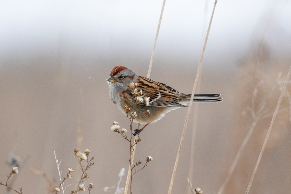 bjørkespurv - ML646673713