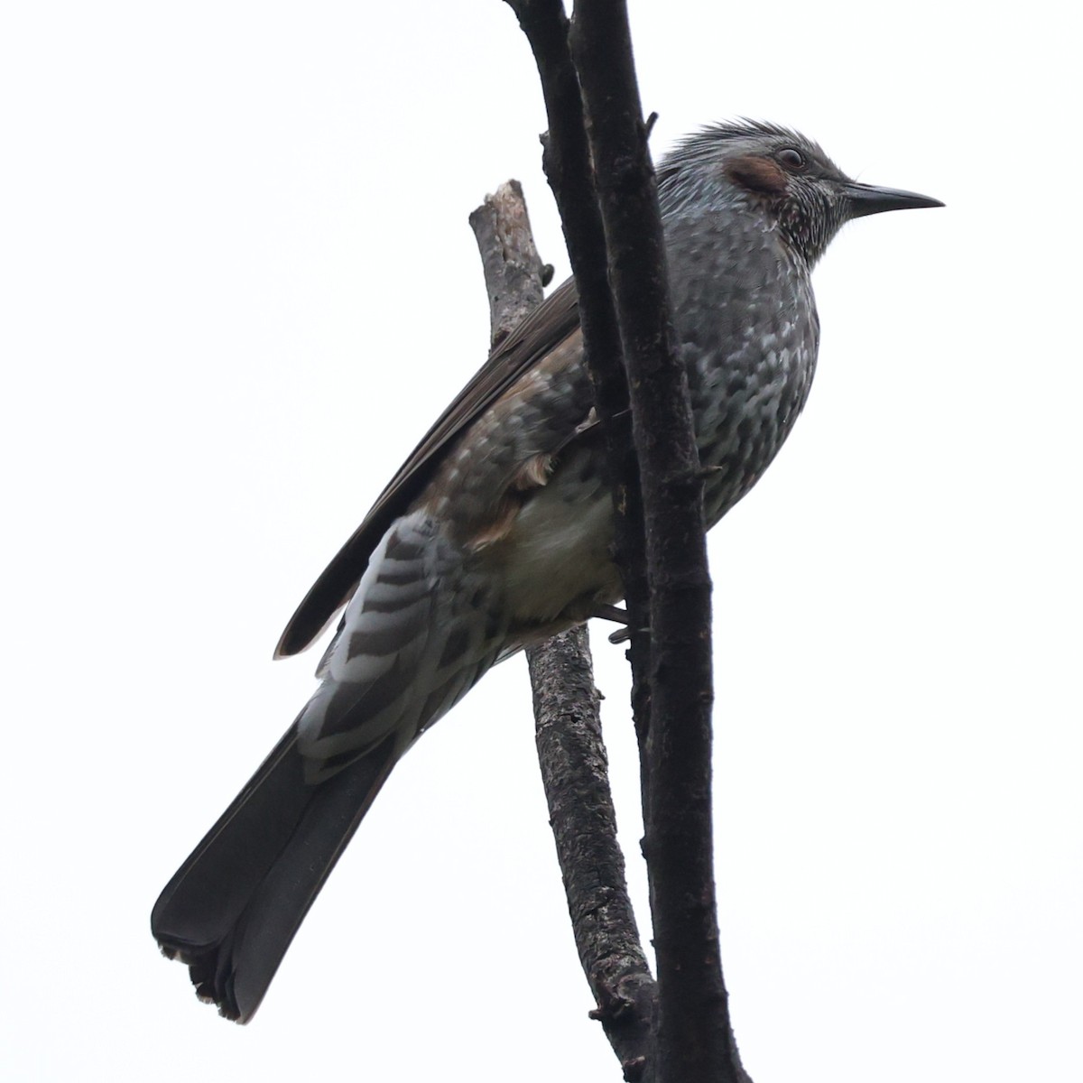 brunørebylbyl - ML646673714