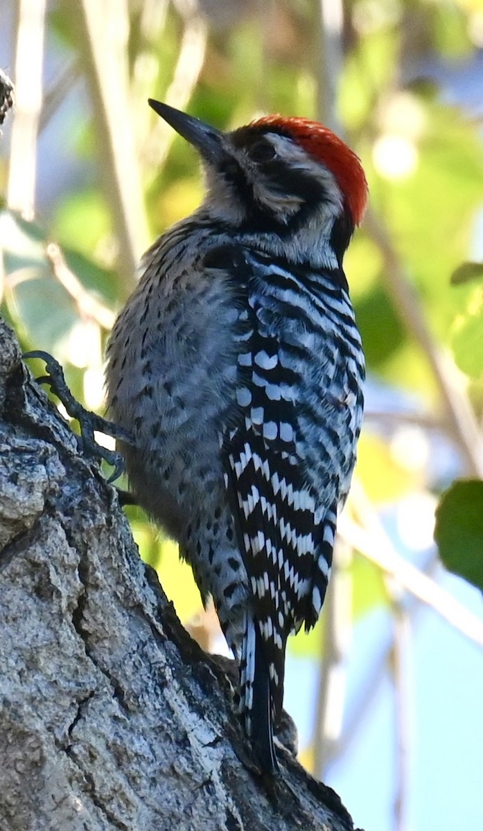 leiderspett - ML646673716