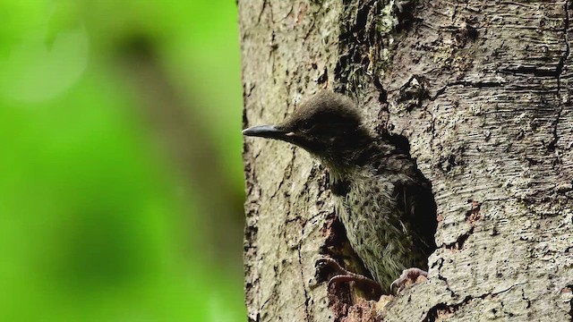 datel zlatý - ML646673719