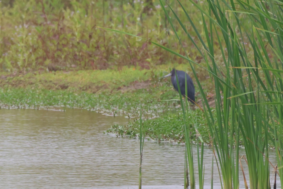 blåhegre - ML646673720