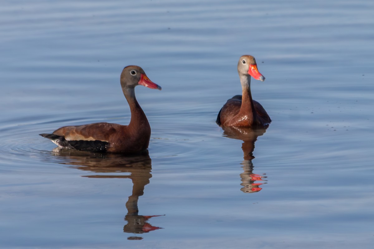 rødnebbplystreand - ML646673721