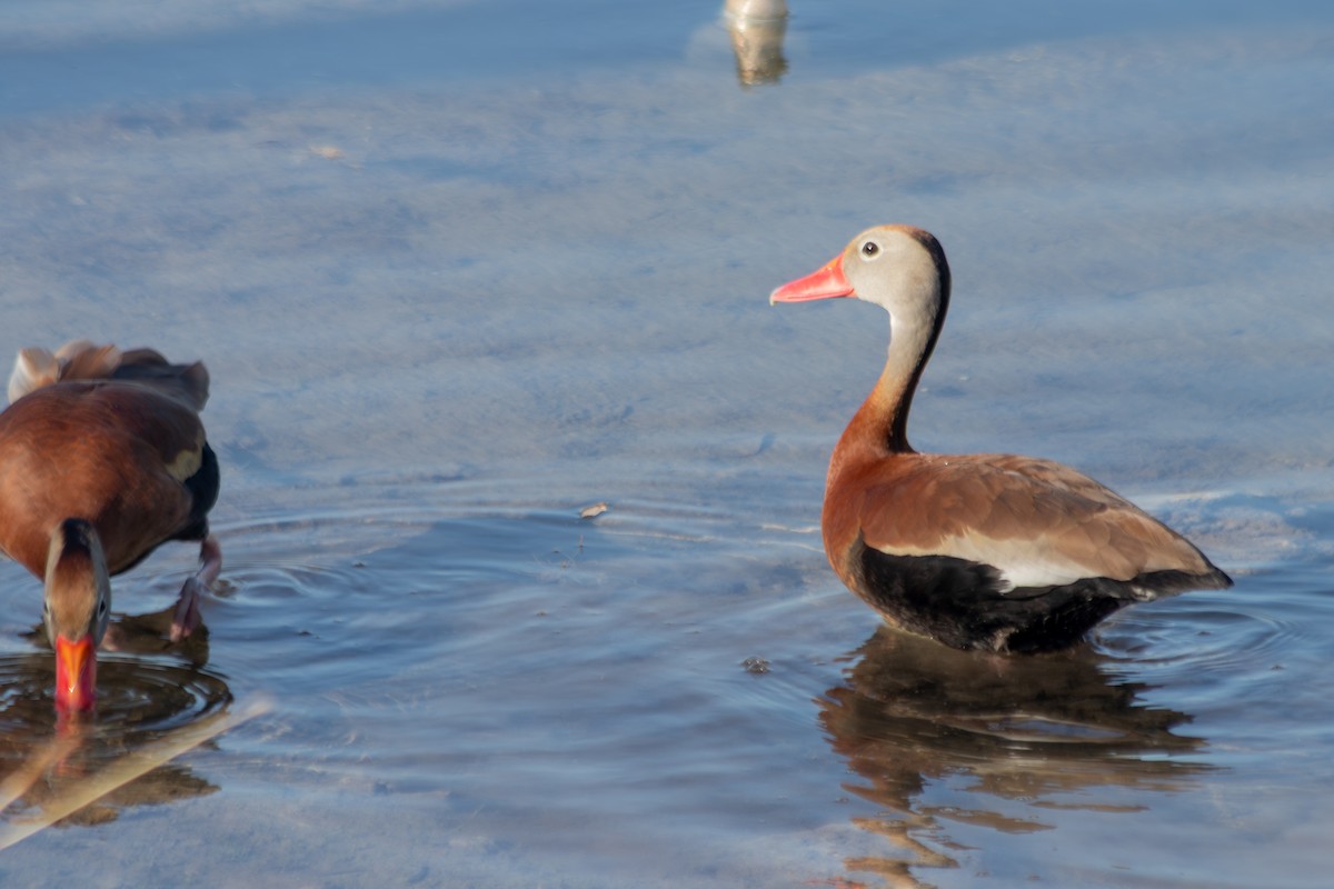 rødnebbplystreand - ML646673722