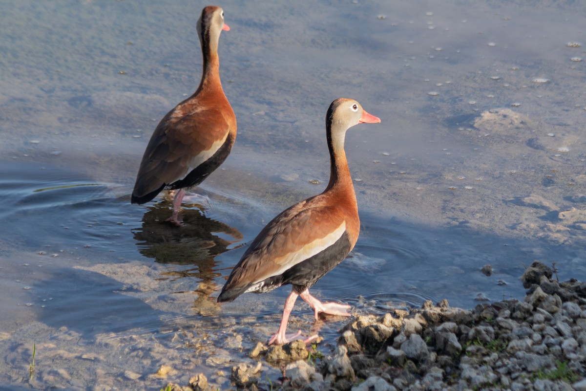 rødnebbplystreand - ML646673723