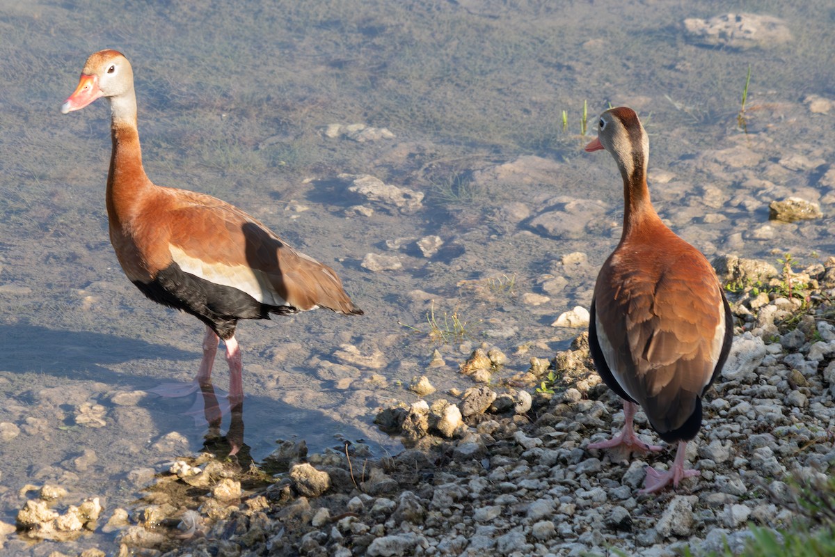 rødnebbplystreand - ML646673724