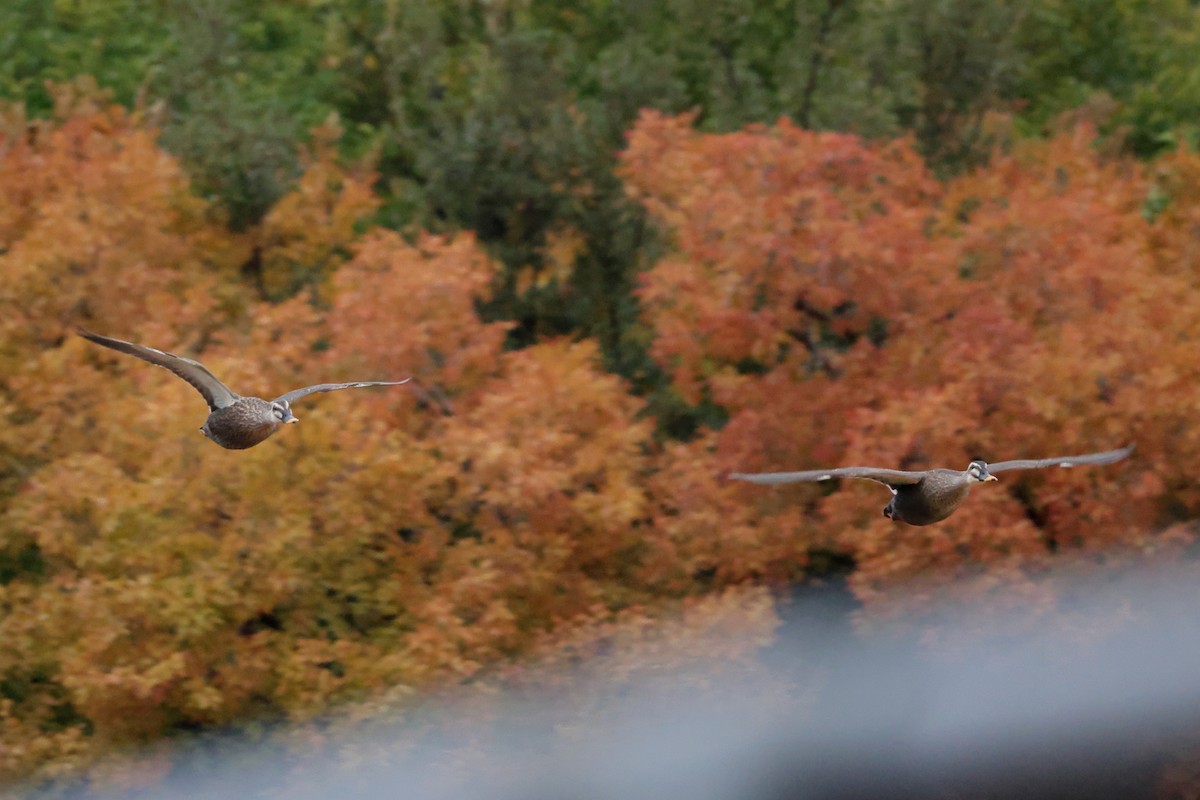 kinaand - ML646673725