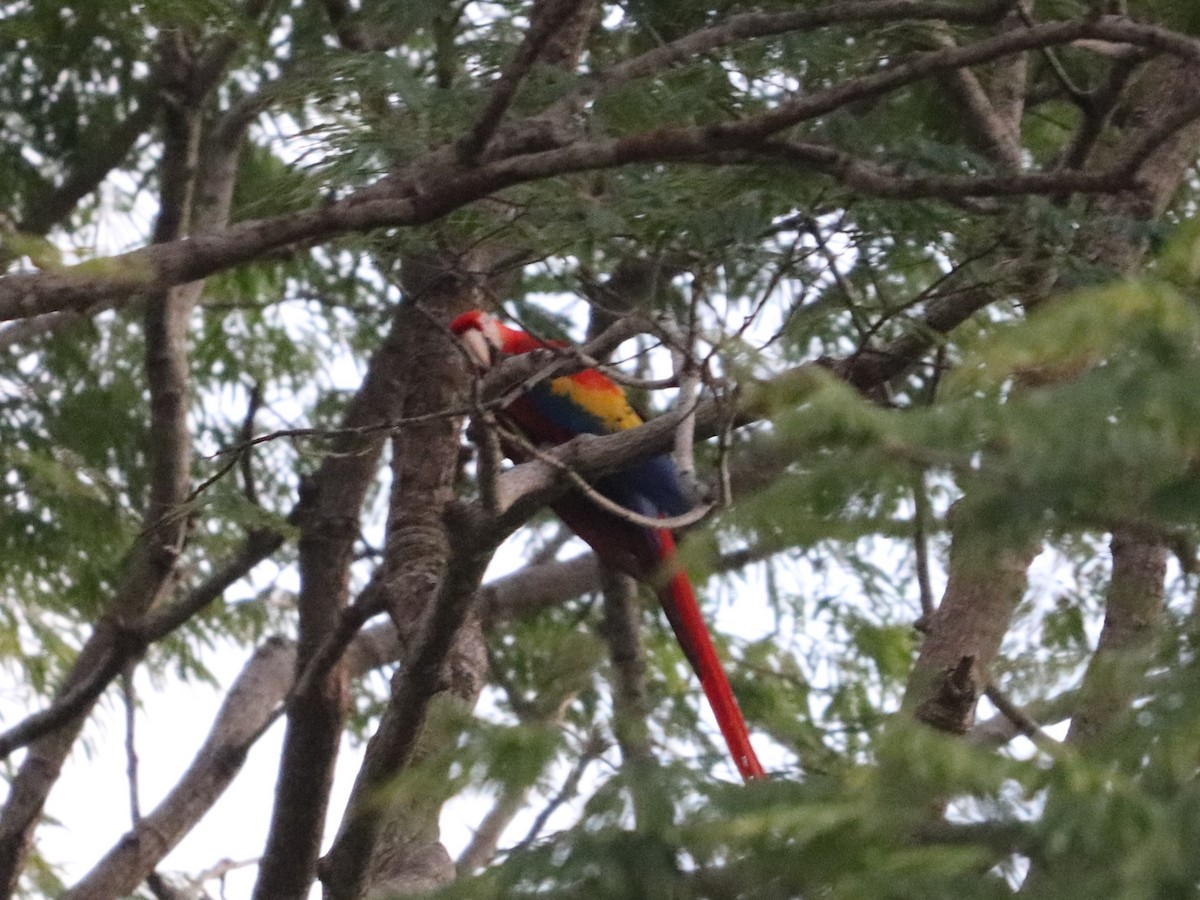 rødara - ML646673726