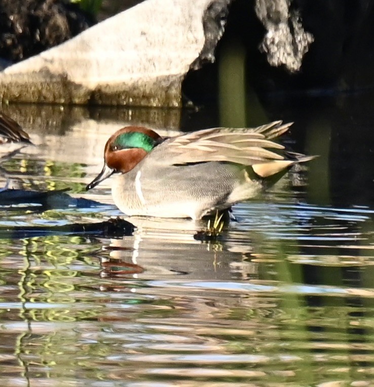 krikkand - ML646673727