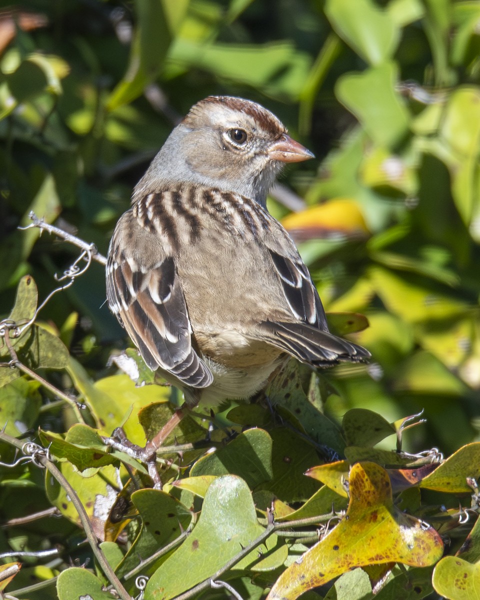 White-crowned Sparrow - ML646673731