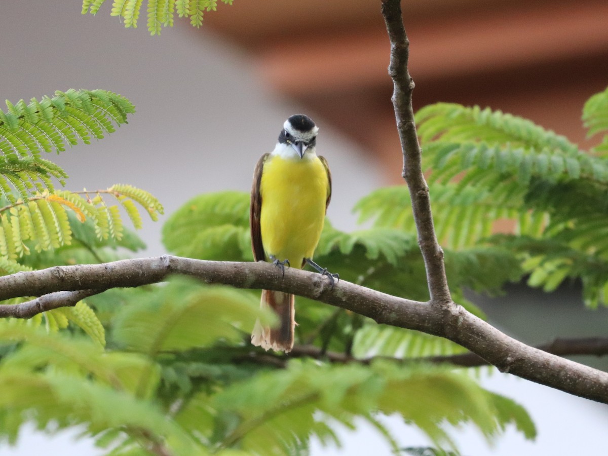 Great Kiskadee - ML646673733
