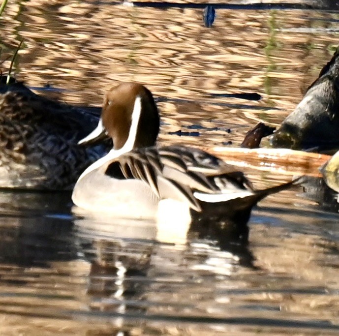 Canard pilet - ML646673734