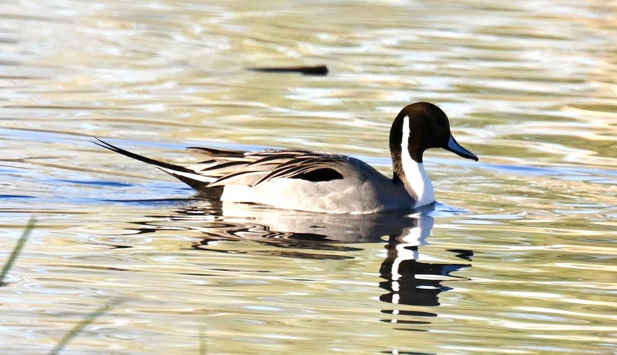 Canard pilet - ML646673735