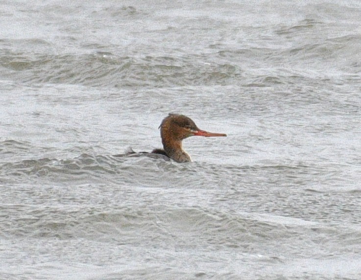 Zerra ertaina - ML646673737