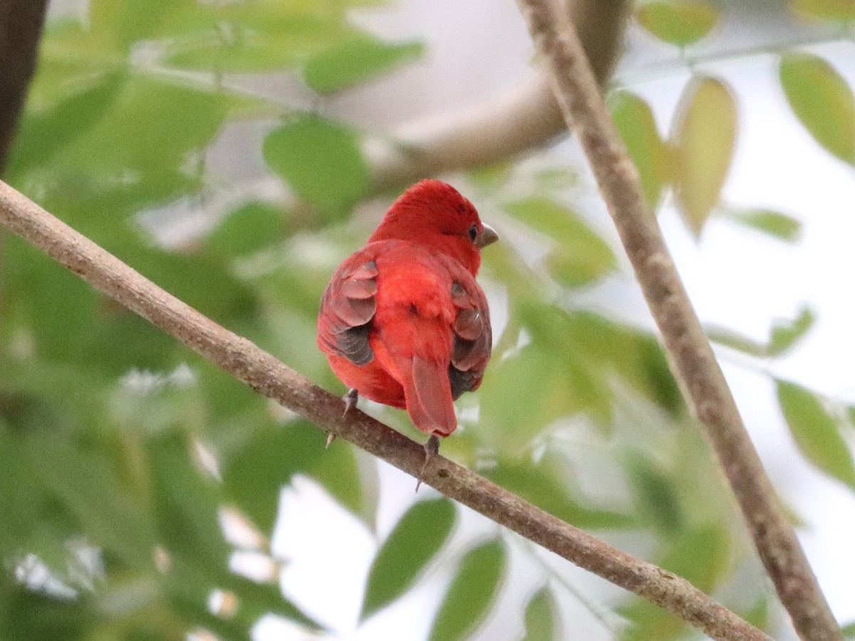 Summer Tanager - ML646673738