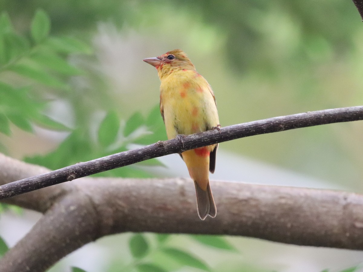 Summer Tanager - ML646673739