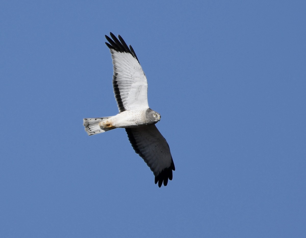 Hudsonweihe - ML646673740