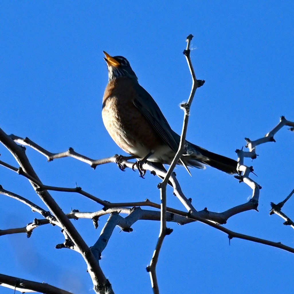 Merle d'Amérique - ML646673743