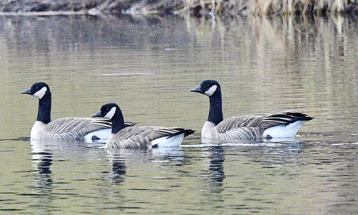 Barnacla Canadiense Grande - ML646673744
